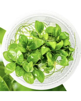Une Plante In Vitro