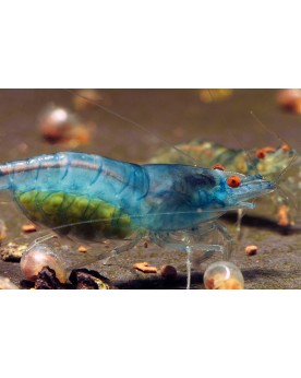 Neocaridina davidi - Blue Jelly Orange eyes (Elev. France)