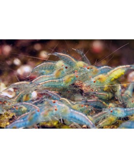 Blue Jelly Orange Eyes - crevette 1-1.5 cm, souche stable