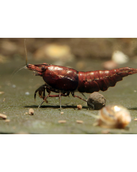 Neocaridina davidi - Red Onyx (Elev. France)