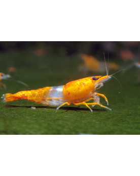 Neocaridina davidi - Rili Orange (Elev. France)