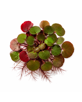 Phyllanthus fluitans plante flottante Amerique tropicale