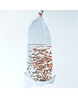 Sachets pour crevettes bords arrondis taille ideale