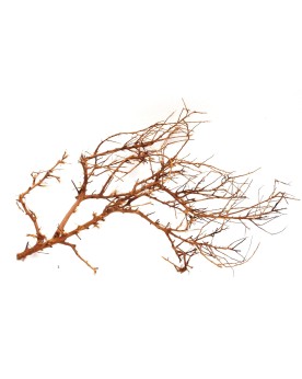 Branches marron et creme pour decoration paysagere