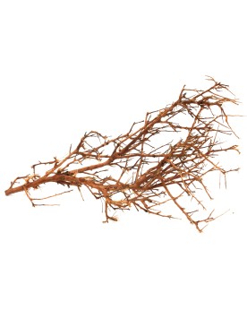 Branches decoratives marron et creme