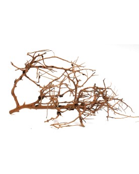 Branches decoratives marron et creme