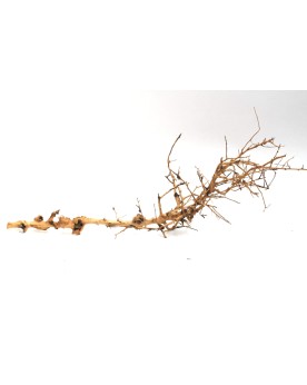 Branches decoratives marron et creme