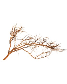 Branches decoratives marron et creme