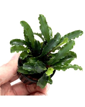 Bucephalandra en milieu aquatique de Borneo