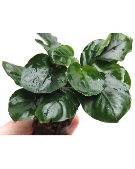 Anubias barteri Coin Leaf sur pierre ou racine