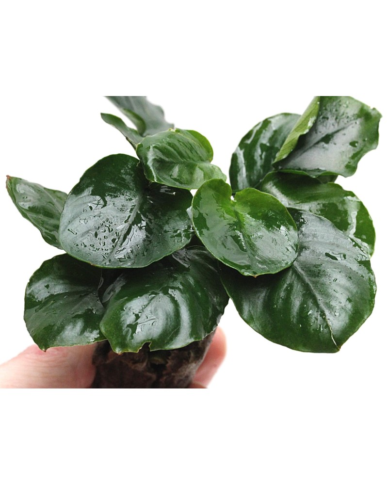 Anubias barteri Coin Leaf sur pierre ou racine