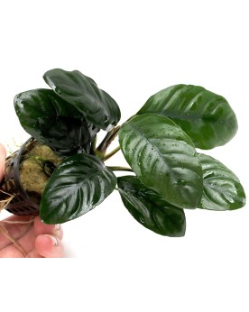 Anubias barteri Coffeifolia feuilles arrondies a fixer