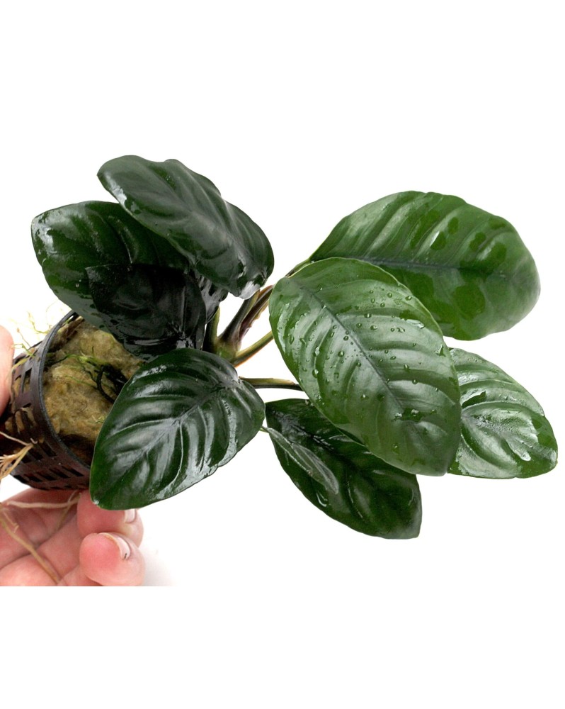Anubias barteri Coffeifolia feuilles arrondies a fixer