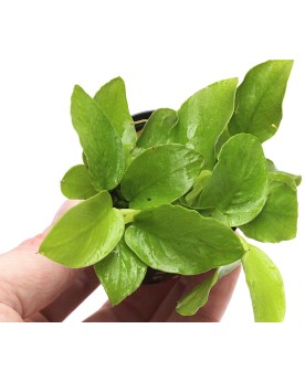 Anubias barteri nana gold petites feuilles vert clair