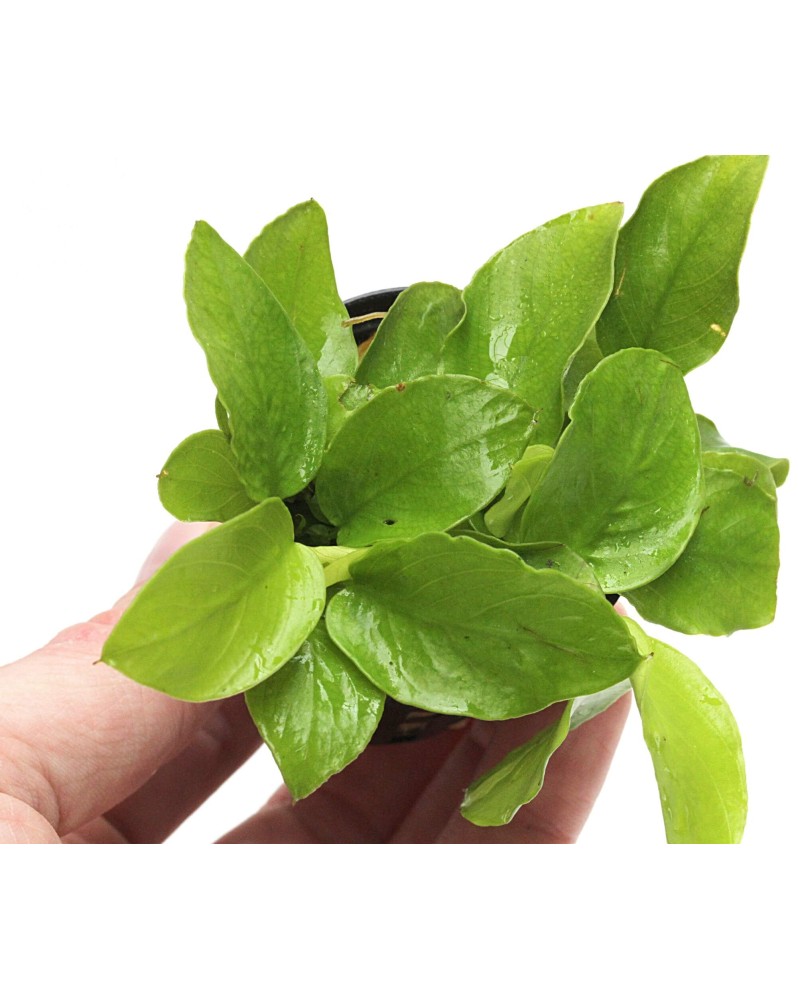 Anubias barteri nana gold petites feuilles vert clair