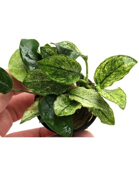 Anubias barteri nana Pinto sur pierre ou racine