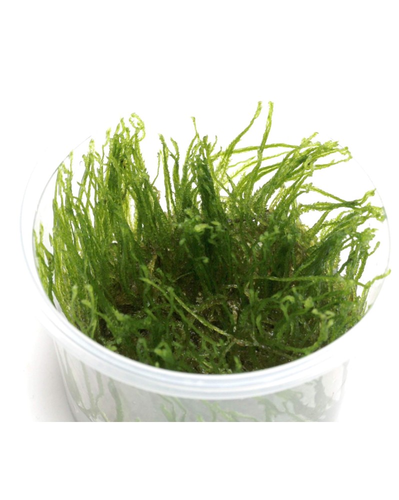 Vesicularia Reticulata Erect Moss mousse verticale dense