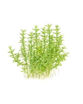 Gratiola viscidula en immersion - aspect epineux