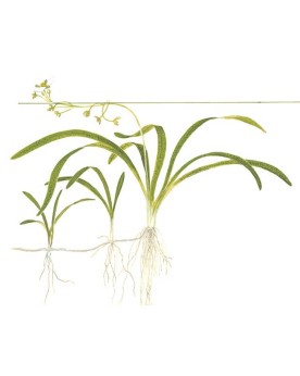 Buisson dense pot espacement 2 a 4 cm