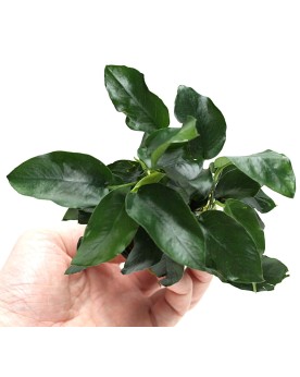 Anubias barteri Nana a fixer sur pierre ou racine