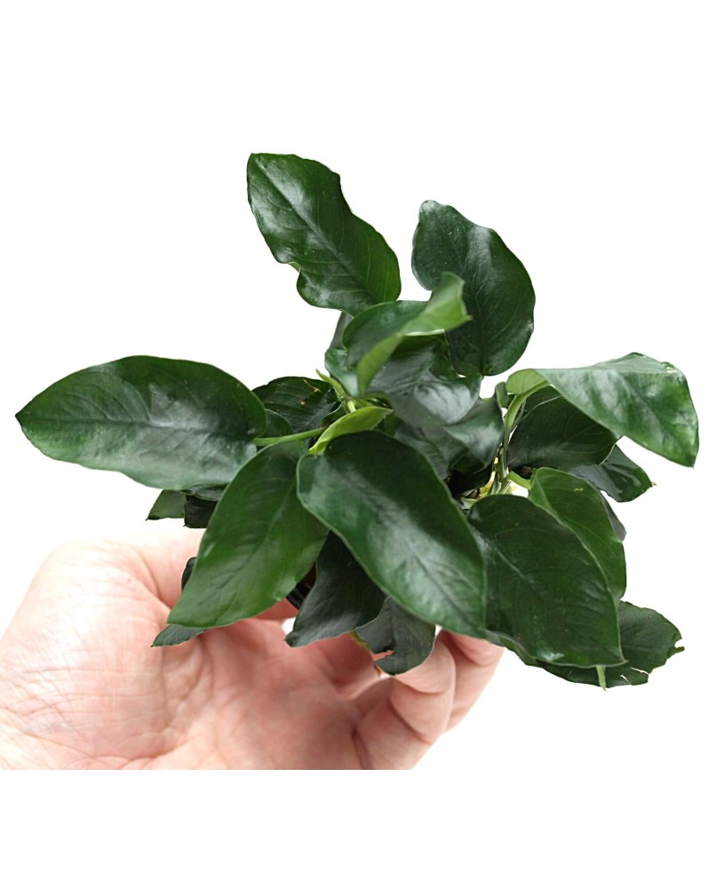 Anubias barteri Nana a fixer sur pierre ou racine