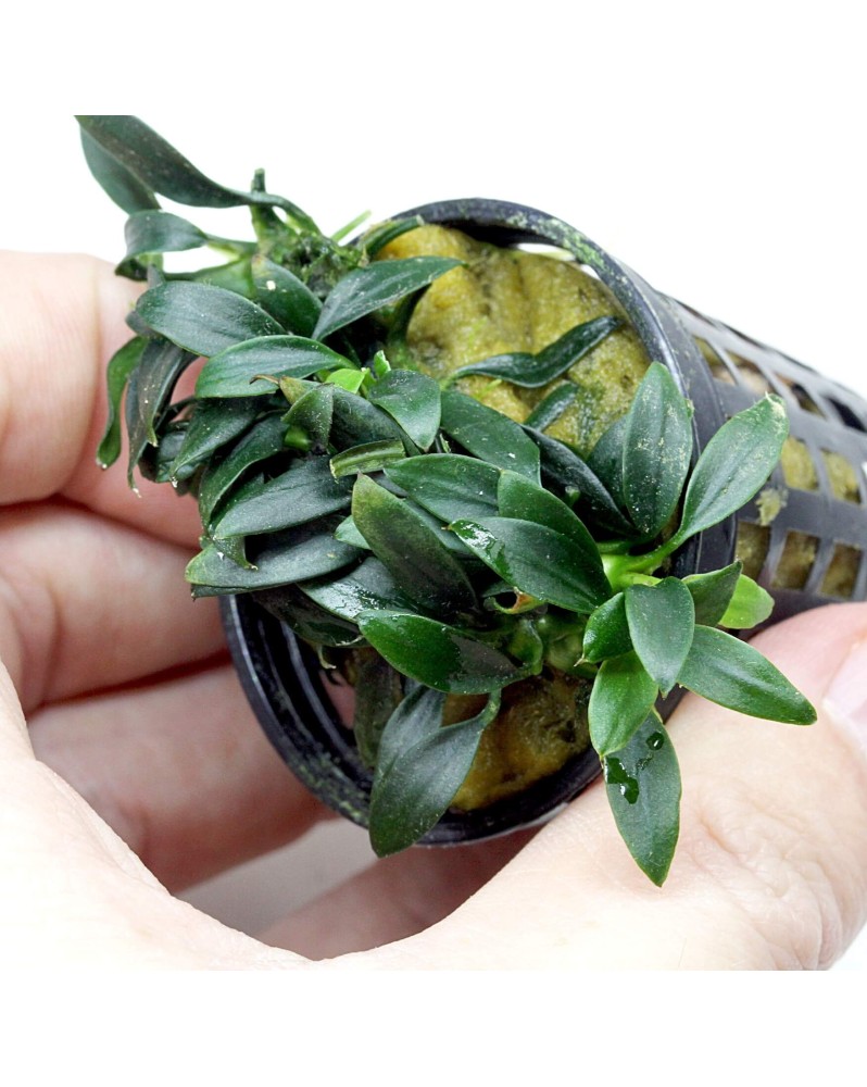 Anubias barteri nana Pangolino sur racine