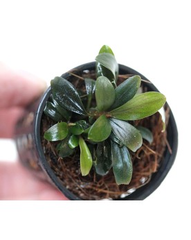 Bucephalandra de Boreno en milieu aquatique