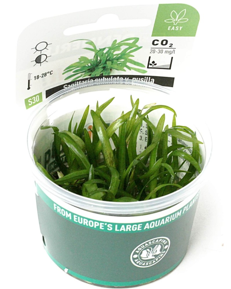 Sagittaria subulata feuilles fines en ruban