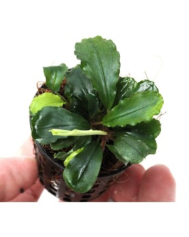 Bucephalandra dans son habitat naturel a Borneo