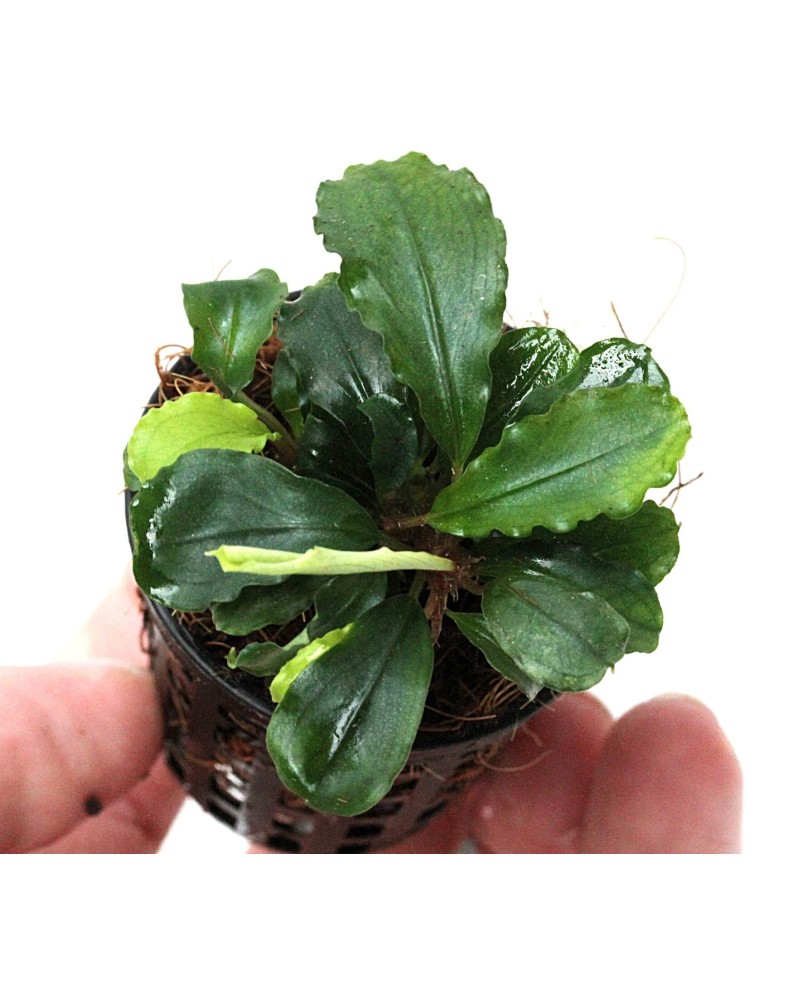 Bucephalandra dans son habitat naturel a Borneo