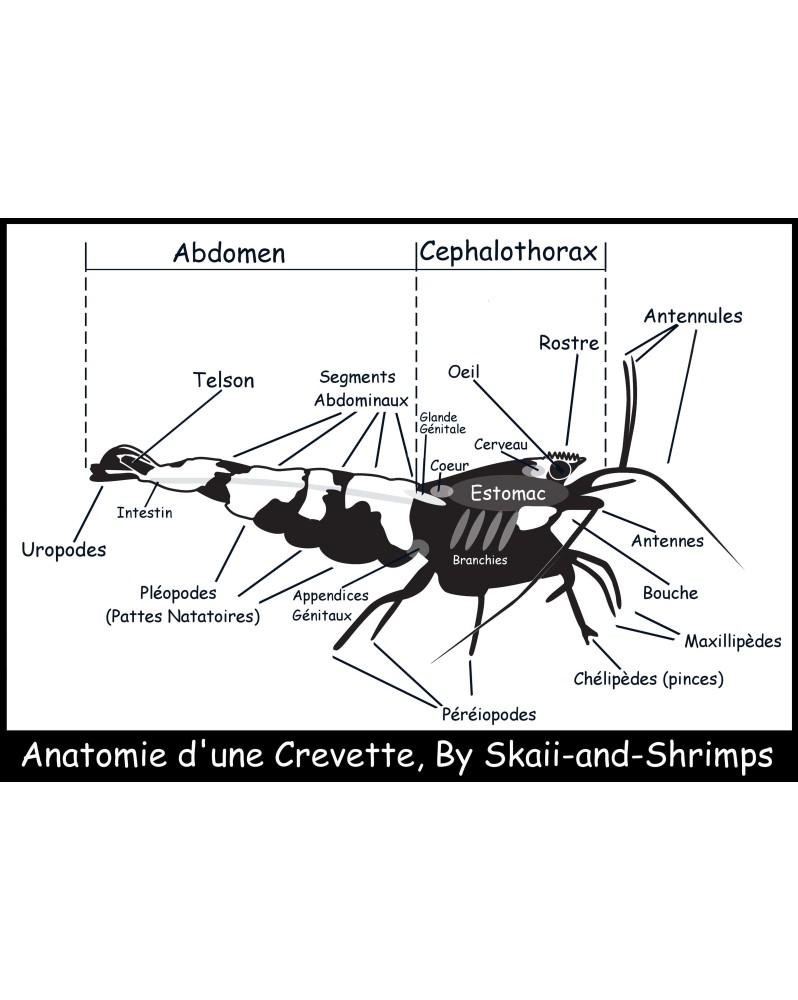 Poster Anatomie d une crevette affiche educative