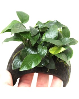 Anubias nana fixee sur demi coco