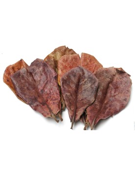 Feuilles de Badamier Terminalia catappa