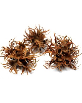 Coque Hexennuss pour aquarium a crevettes