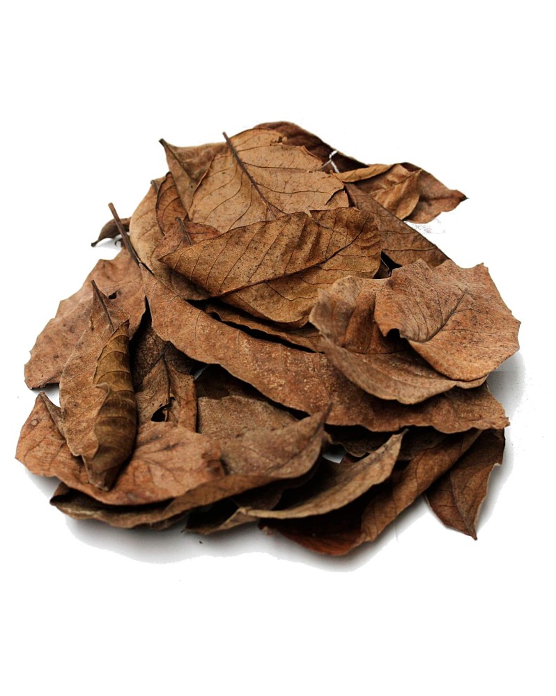 Feuilles de noyer pour crevettes en aquarium