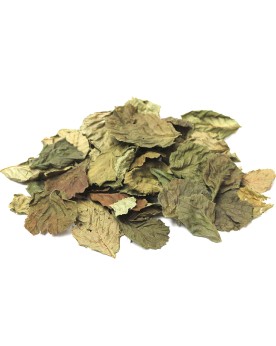 Feuilles d'aulnes pour crevettes