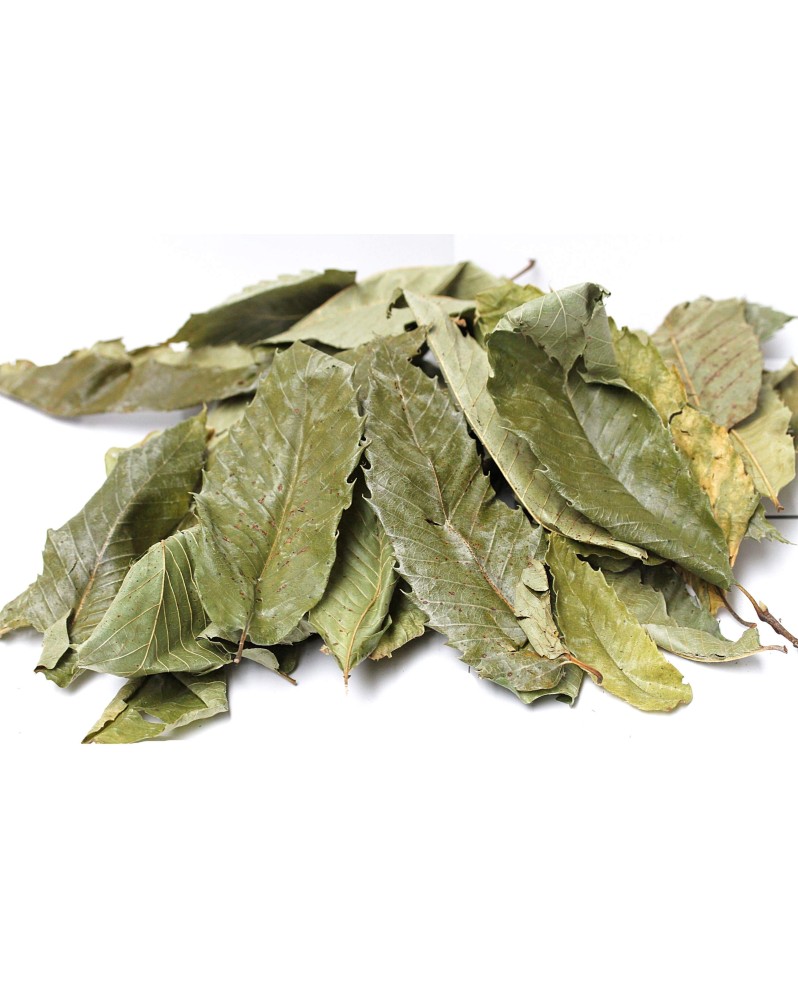 20 feuilles de Chataigner pour crevettes, nourriture naturelle