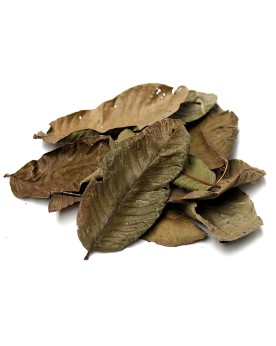 Feuilles de goyave pour aquarium lot de 10