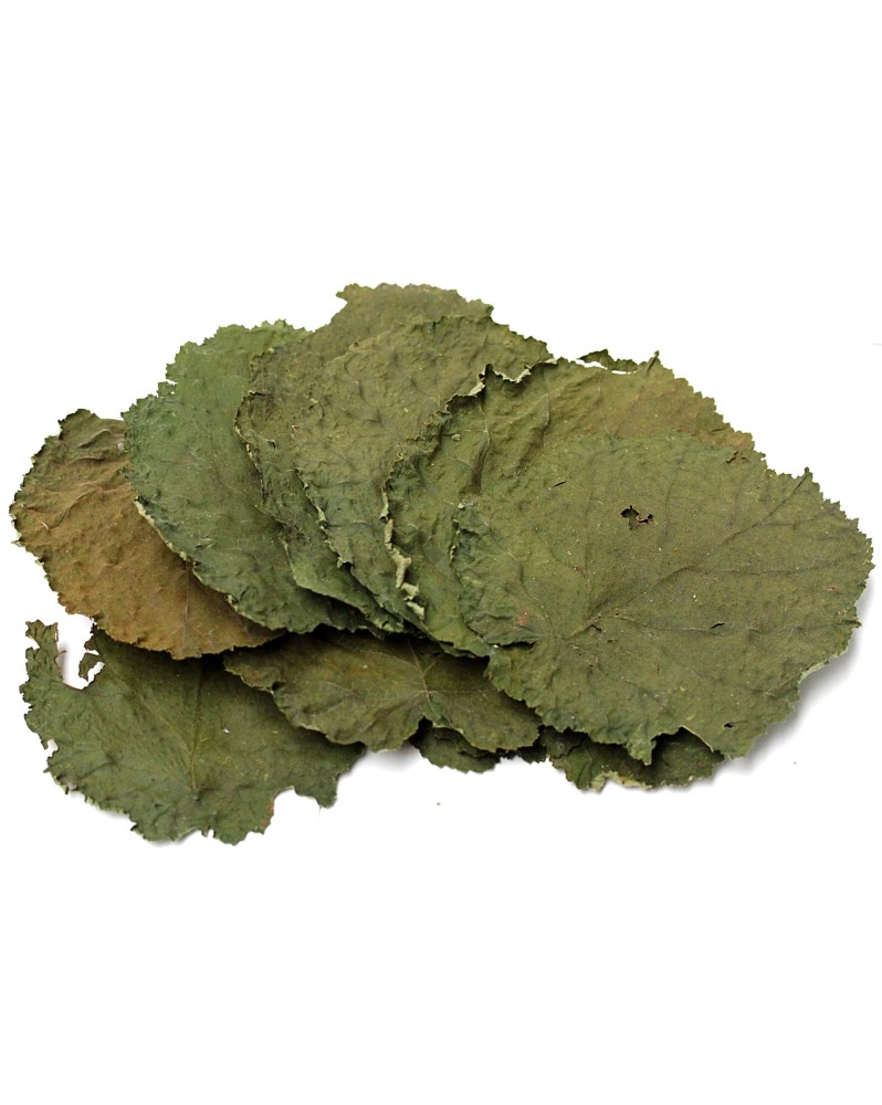 Lot de 10 feuilles XXL de noisetier