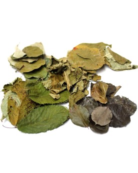 Mix 6 feuilles 10x pommier poirier coing cerisier