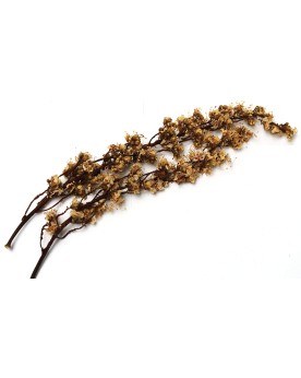 Tiges de fleurs de chataigner pour crevettes