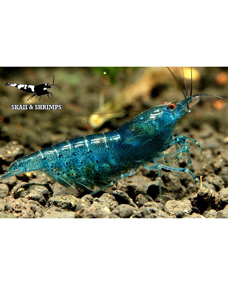 Poster A5 Aura Blue - image produit