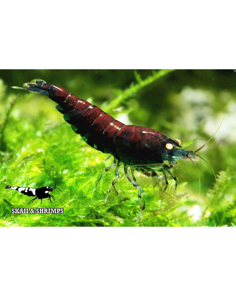 Poster A5 Tiger Blue cadeau