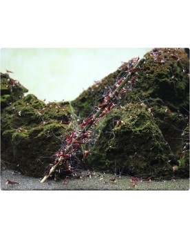 Shrimp Lollies batonnet pour nourrir crevettes dans aquarium
