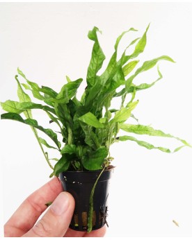 Microrosum Pteroptus Petit plante a rhizome 15 cm