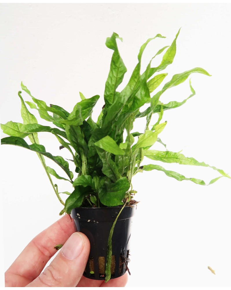 Microrosum Pteroptus Petit plante a rhizome 15 cm