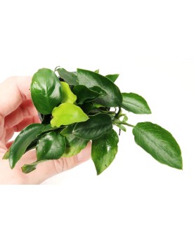 Anubias barteri nana Mini sur pierre ou racine