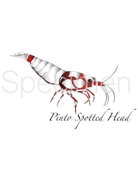 Poster Pinto Spotted Head Rouge A5 cadeau