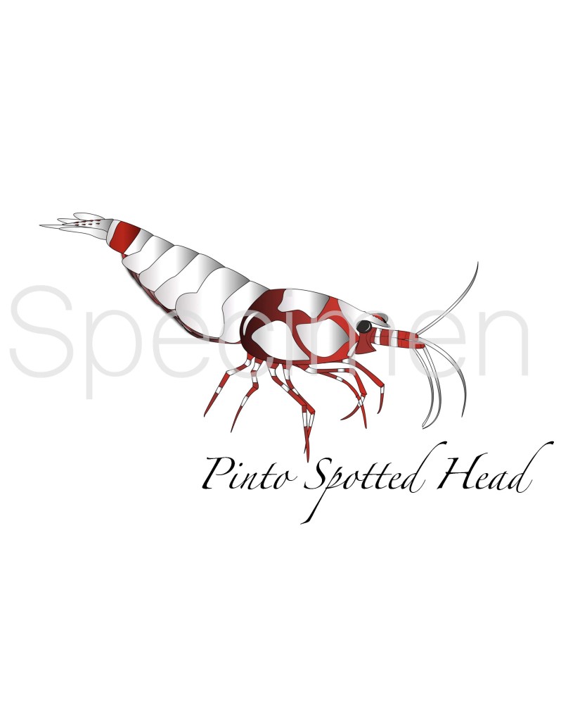 Poster Pinto Spotted Head Rouge A5 cadeau