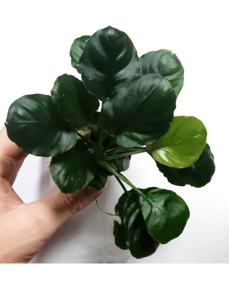 Anubias barteri Golden Coin Leaf sur racine